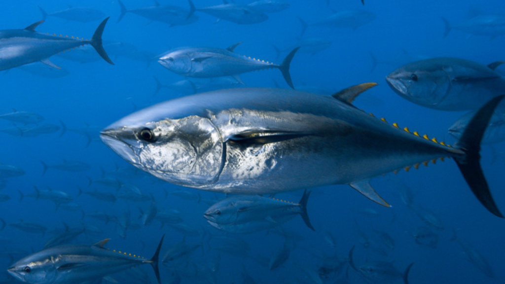 Ikan Tuna