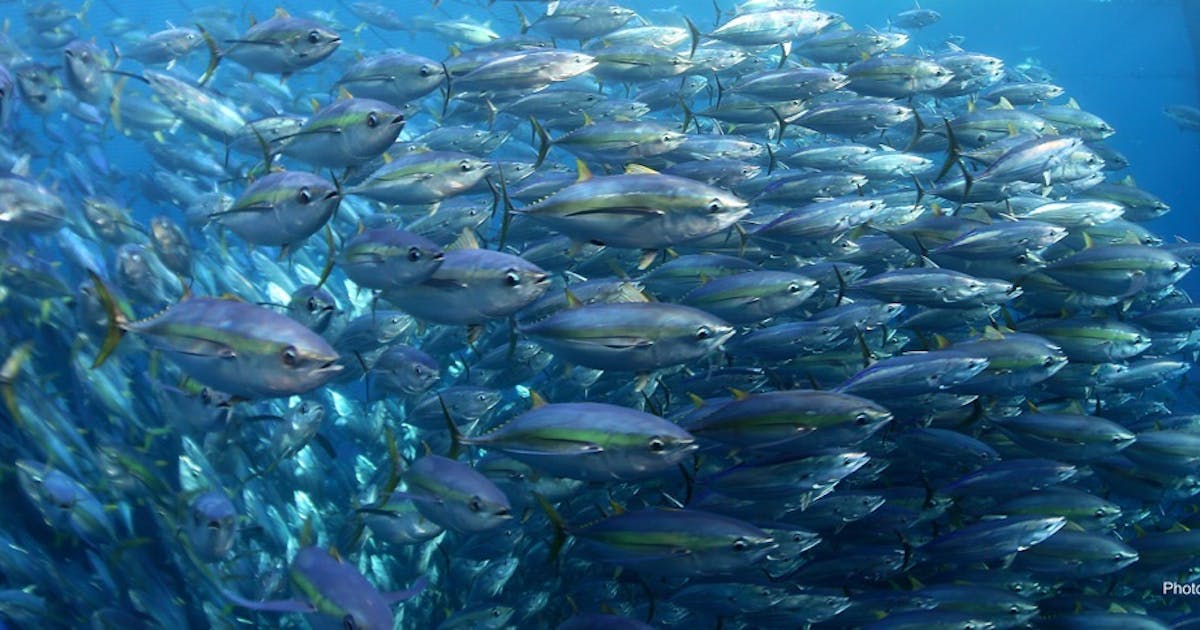 Potensi Jual Ekspor Ikan Tuna Indonesia yang Terus Berkembang